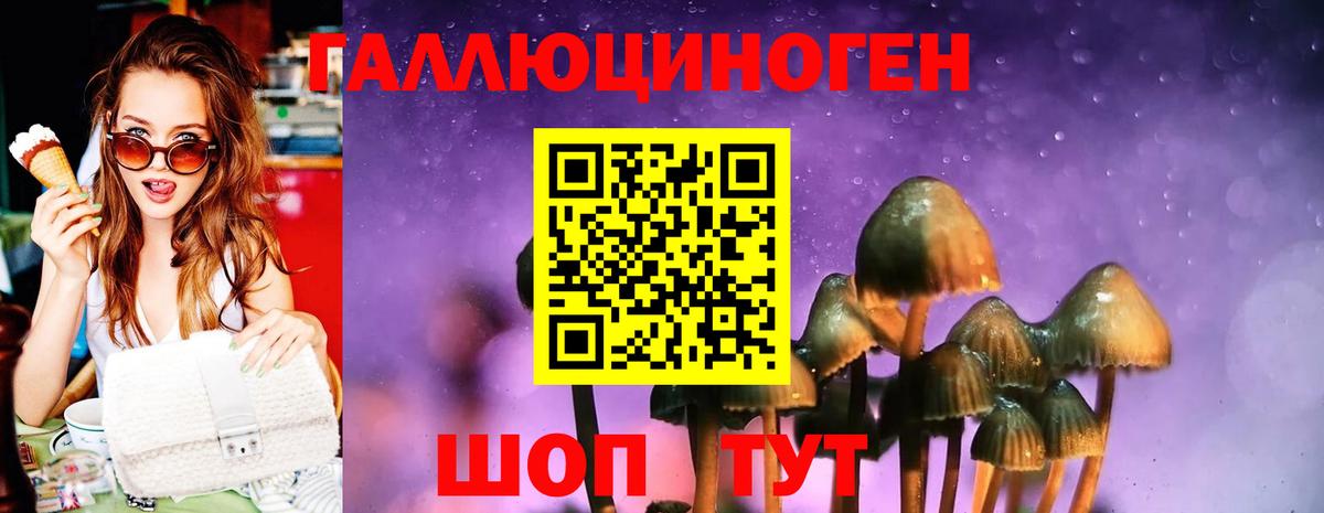 Гай  Псилоцибиновые грибы Psilocybe  Вход с VPN 